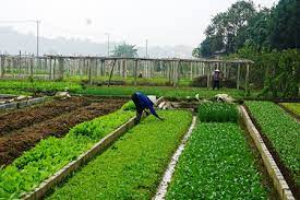 Chí Linh dẫn đầu toàn tỉnh về diện tích gieo trồng rau màu vụ xuân